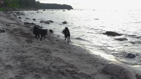 two karelian bear dogs playing on a beach with each other while both are on a leash and ocean sea water is in slow motion in the background with rocks and sand shoreline visible