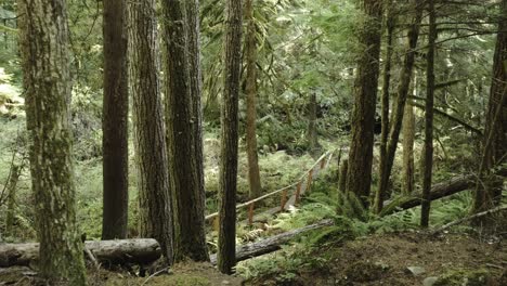 slider-gimbal-shot-of-a-hiking-trail-through-huge-evergreen-trees-and-ferns-in-the-northwest