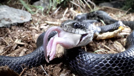 serpiente rata negra masticando un ratón