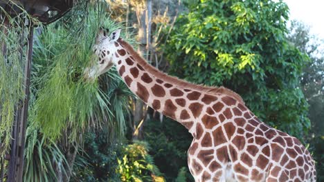 giraffe feeding on foliage in zoo enclosure