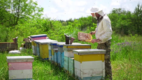 beekeeper inspecting honeycomb in an apiary