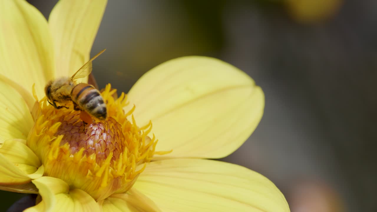 A honey bee gathers pollen from a yellow daisy flower in natural daylight, with close-up shots highlighting pollination activity and fine floral details