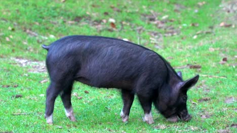 A-black-pig-grazing-in-the-New-Forest,-Hampshire,-UK