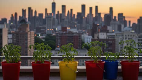 urban garden at dusk: vibrant tomato plants in colorful pots overlooking a city skyline illuminated by night lights