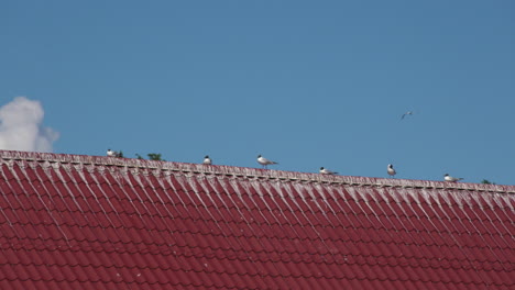 Ein-Tiefer-Blick-Auf-Den-Blauen-Himmel-Und-Die-Vögel,-Die-Auf-Einem-Dach-Aus-Roten-Ziegeln-Sitzen
