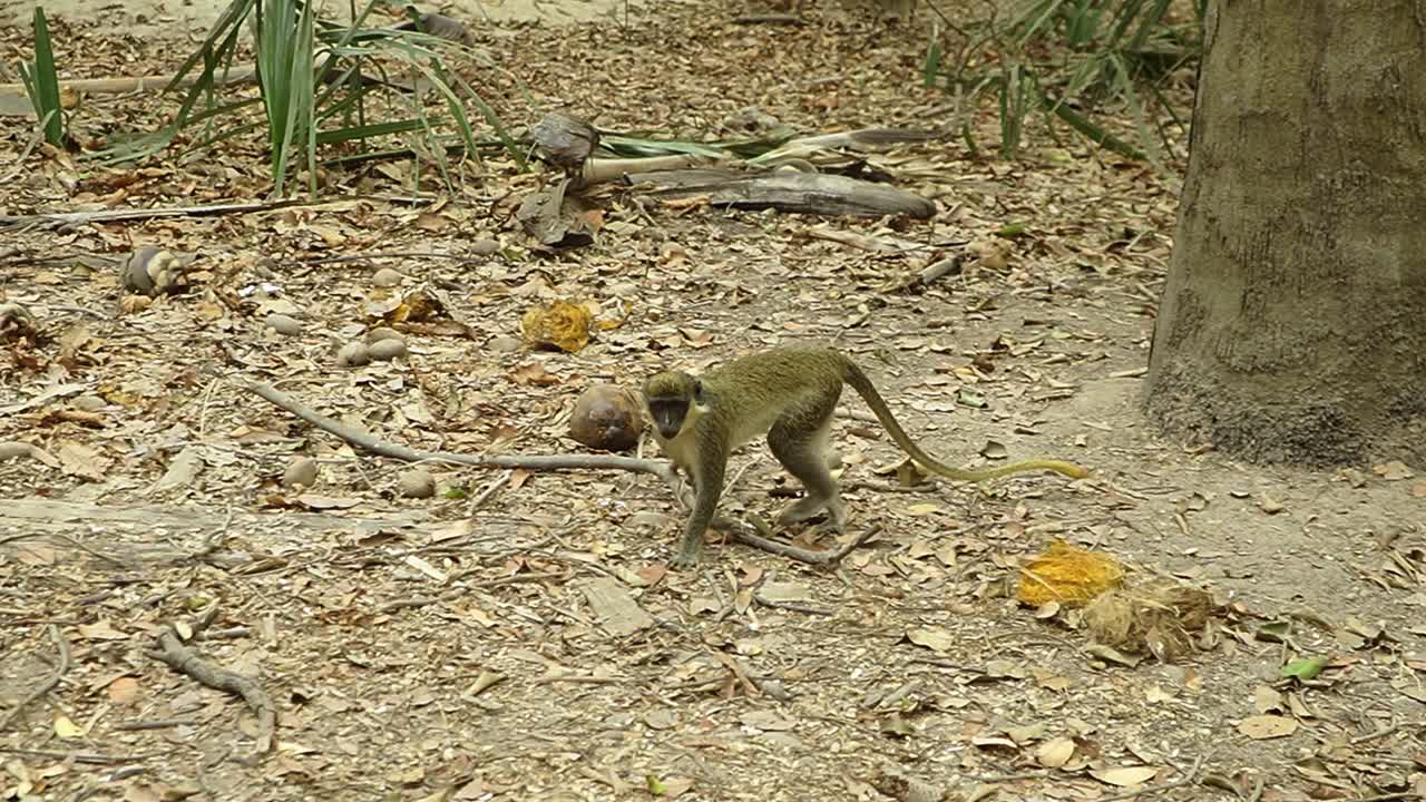 mono verde caminando por el bosque con cuidado en el parque de monos de gambia