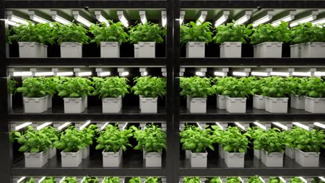 Young,-green-plants-stacked-on-shelves.-Continuous-rows-of-pots-with-seedlings-growing-under-an-artificial-light.-Modern,-contemporary,-clean,-futuristic,-indoors-agricultural-farming.