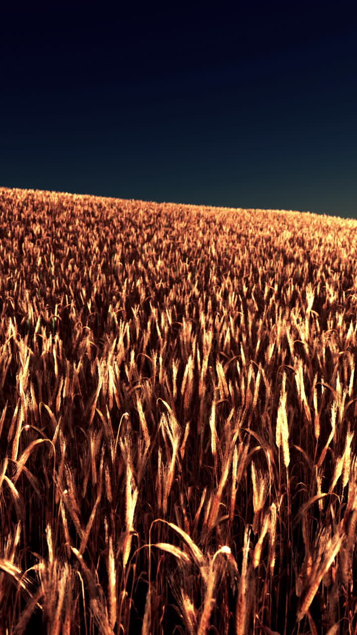 el campo de trigo dorado al atardecer