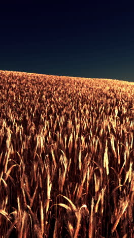 el campo de trigo dorado al atardecer