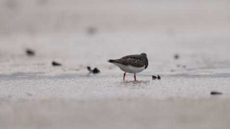 dunlin on the shore