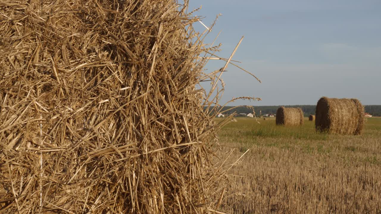 농학 및 수확 개념.