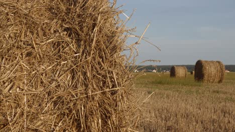 agronomía y concepto de cosecha.
