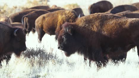 herd of buffalo or american bison basking in the sun - close up