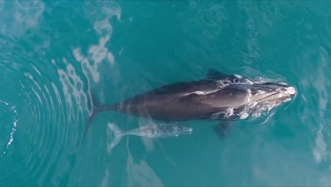 Beatiful-Right-Whale-with-a-little-albino-baby-swimming-peacefully---Drone-shot-birdseye-view