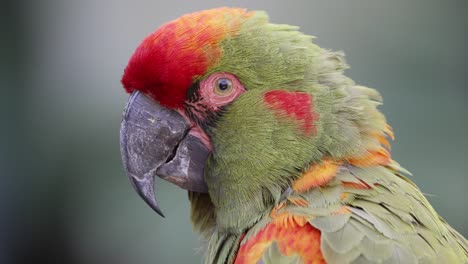 4K-Porträt-Einer-Farbenfrohen-Ara-Rubrogenys-Art-Aus-Bolivien,-Die-In-Die-Kamera-Blickt-–-Wunderschöner-Rotstirnara-Papagei-Mit-Verschwommenem-Hintergrund