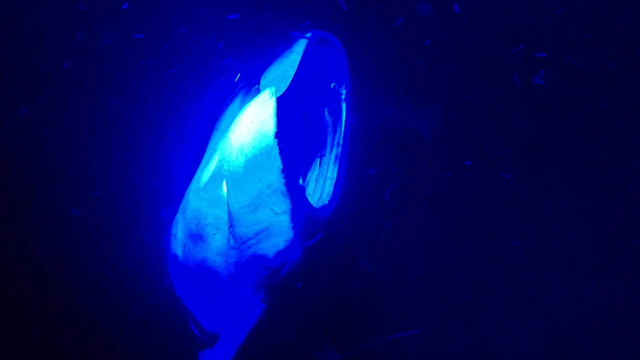 mantarrayas gigantes nadan bajo la luz azul en el océano por la noche