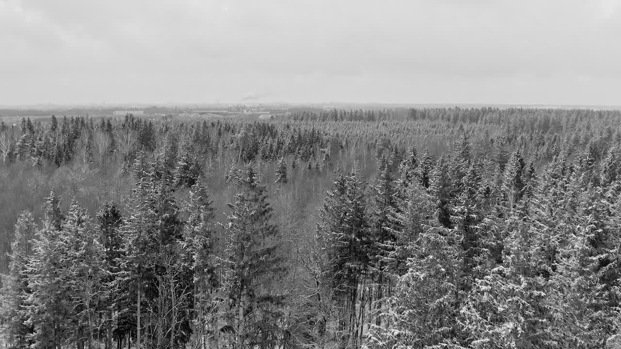 Drone flight over a snow covered forest in black and white