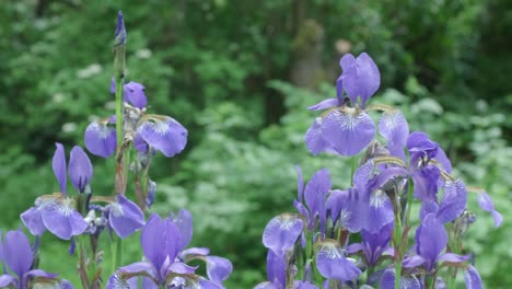 bloomed violet iris wildflowers moving in the wind, close up