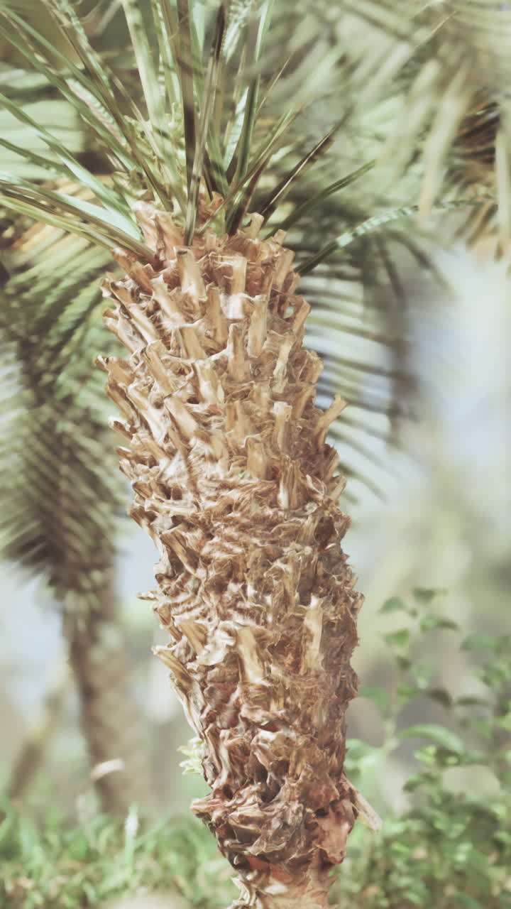 Close-up of a Palm Tree Trunk