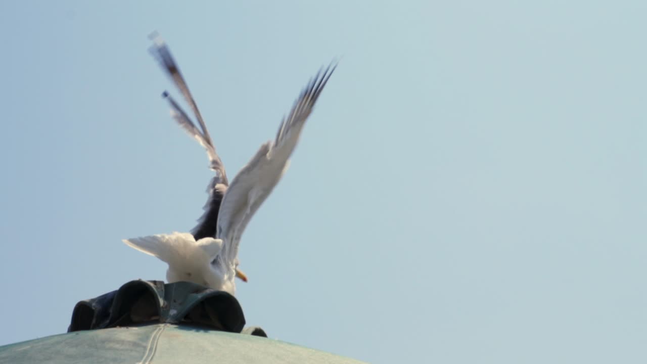 Back view, 5x slow motion 120fps footage of seagull, taking off from the top of a parasol, bright sky background