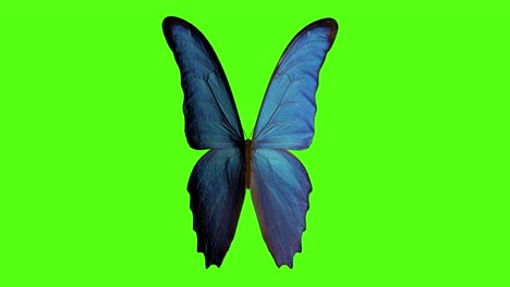 butterfly flaps its wings. butterfly on a green background. 3d rendering