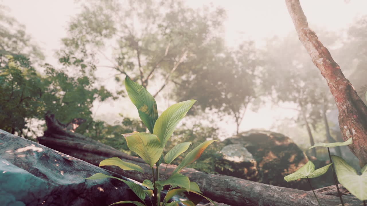 평화로운 숲의 장면