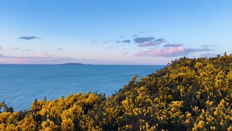 evening view of the irish sea with yellow gorse and lambay island