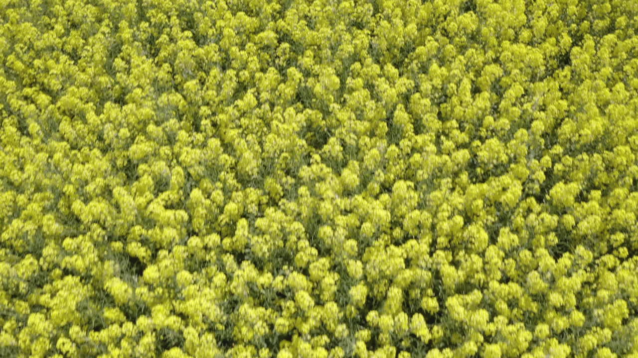 vista aérea de primer plano de las flores de canola desde arriba