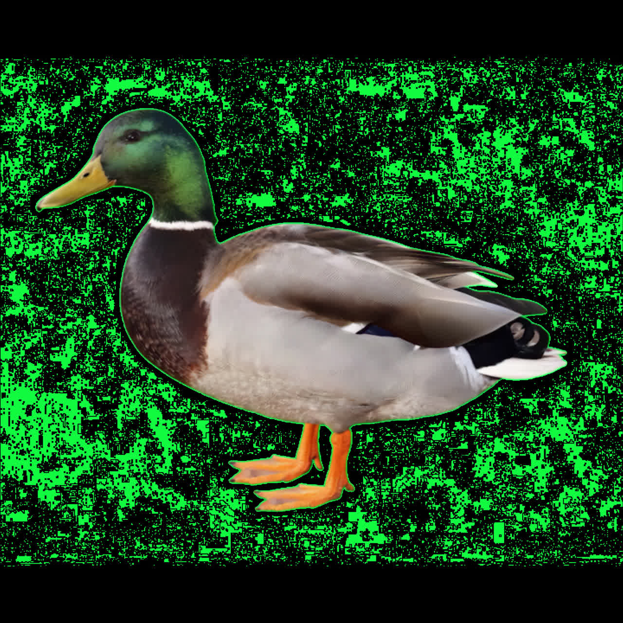 Barevná animace stojící kachny divoké, izolovaný prvek, průhledné 4K video, alfa kanál, ProRes.