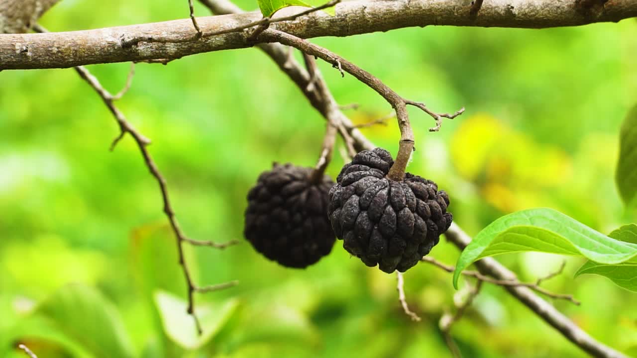 primer plano de manzana cuajada seca colgando de un árbol durante el caluroso día de verano en vietnam