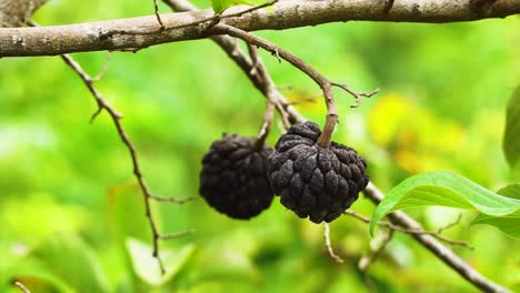 close up shot of dried up curd apple hanging on tree during hot summer day in vietnam