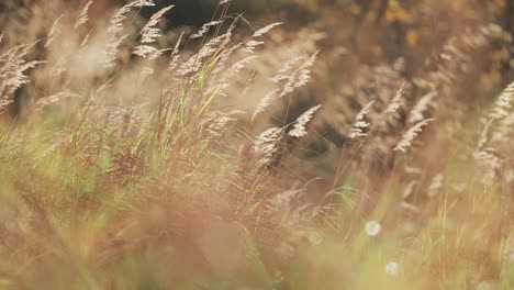 Dry-ears-of-grass-sway-softly-in-the-light-breeze