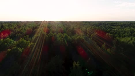 flying over the а beautiful morning forest in the rays of the dawn sun.