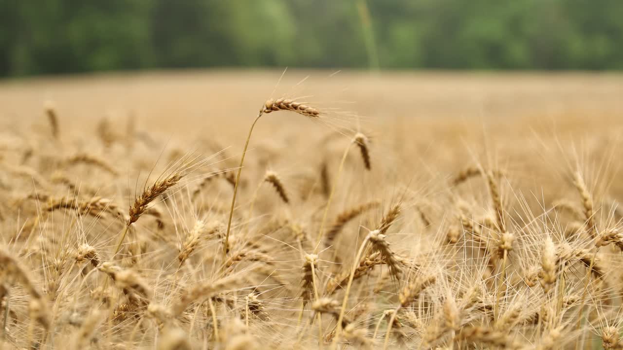 lukning af en hvedeplæne på landdistrikterne i 4 km