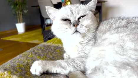 Close-up-portrait-of-white-cat-with-green-eyes