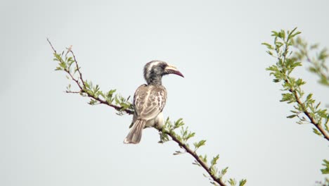 un cálao sentado en un árbol de espinas tomando una caca antes de tomar vuelo
