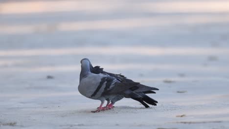 dos palomas en una exhibición de apareamiento en el pavimento