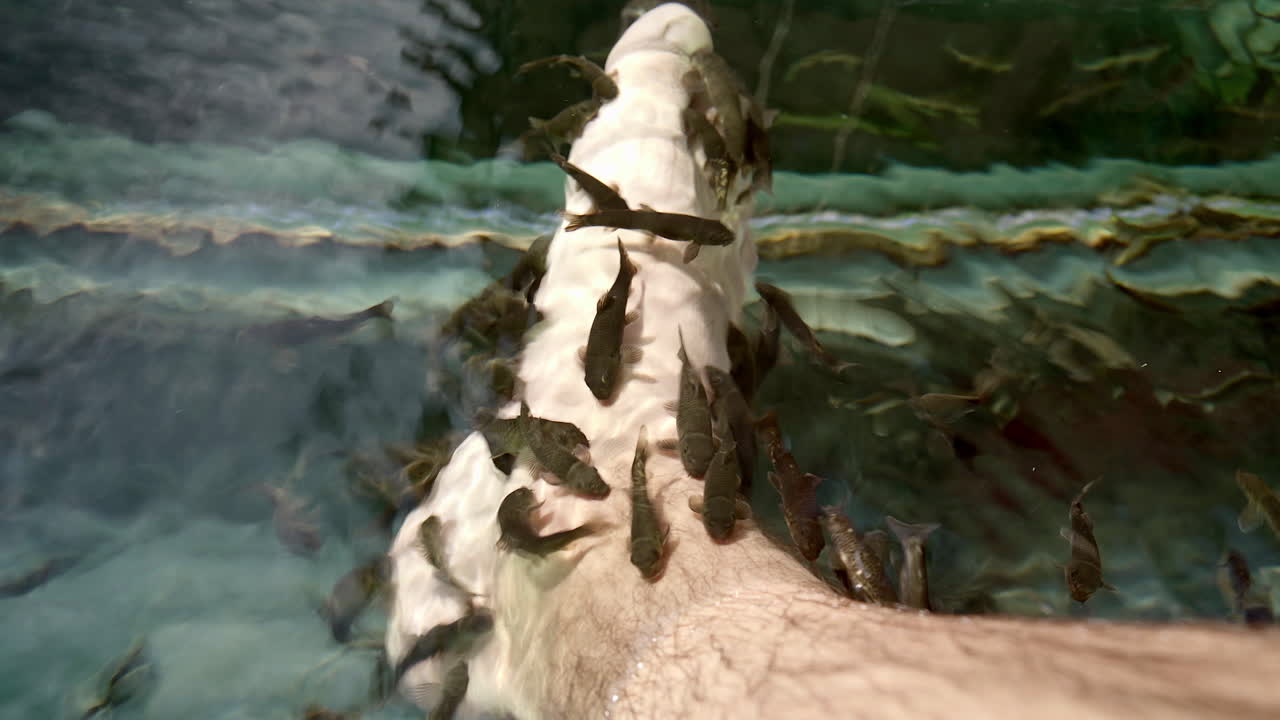 Garra Rufa fish swimming in water and doing the pedicure of man´s foot, close up, 4K