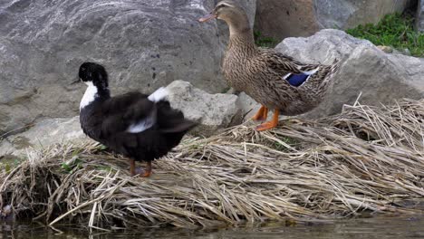 two wild mallard ducks preening on the bank of yangjaecheon stream day time on rocky background