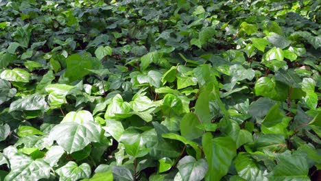 Field-of-the-greenery-plant-leaves-in-Hibiya-Park-Garden--Tokyo,-Japan-in-summer-spring-sunshine-wind-blowing-day-time--4K-UHD-video-movie-footage-short