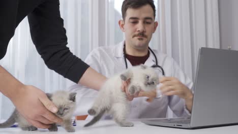 The-vet-examines-two-kittens.