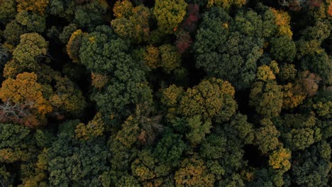 Drone-flight-over-fall-forest-in-Canada