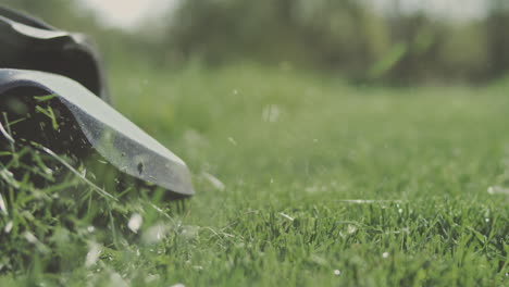 robotic lawn mower cutting grass