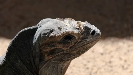 close-up of a lizard's head