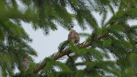 Spatz-Sitzt-Auf-Einem-Schwankenden-Ast-Eines-Nadelbaums