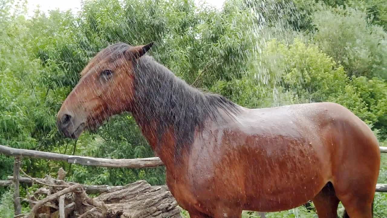 caballo marrón feliz siendo bañado en una granja, a cámara lenta