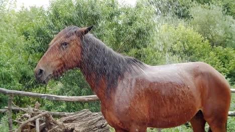 Happy-brown-horse-being-showered-in-a-farm,-slow-motion
