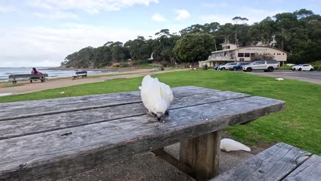 cockatoo exploring a wooden picnic table