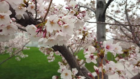 Beautiful-pink-spring-blossoms-waving-in-the-wind-on-a-tree