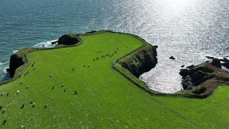 coast ireland herd of cattle grazing in a lush pasture on a headland with shimmering sea at copper coast waterford